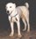 Пелен