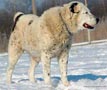 Накот