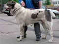 Карагуш Алтын Кумлы