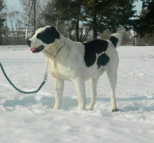 ЖАР 1