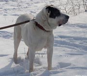 Алгыр
