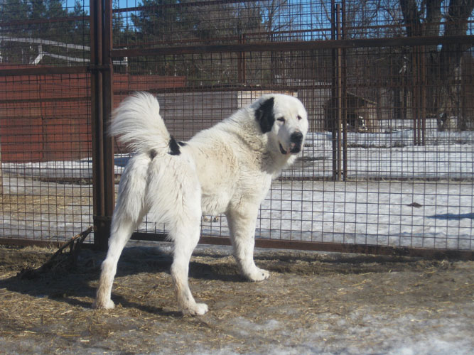 НУКЕР 1