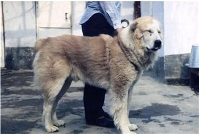 Бабур