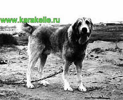 Готур