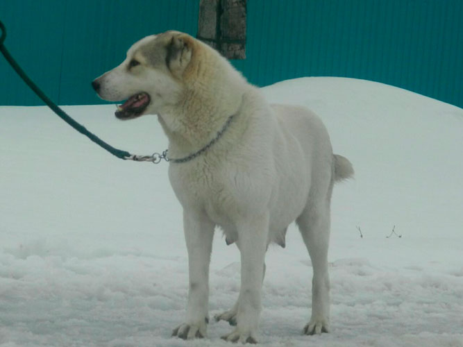 ГЮРЗА 1