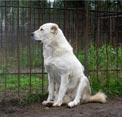 ГОТЫ ХОЗ НЕТА 2