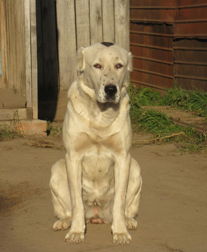ПНАКОТ 1