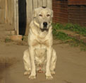 ПНАКОТ 1