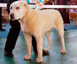 Акбай