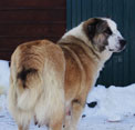 РЕДЖИ 3