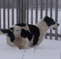 ЮЛДУС 5