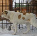 АЛТЫН АСЫР ЯЛНИЗ (ЯЛТА) 3