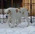 АЛТЫН АСЫР ЯЛНИЗ (ЯЛТА) 4