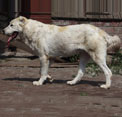 ЗАРА 2