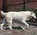 ЗАРА 4